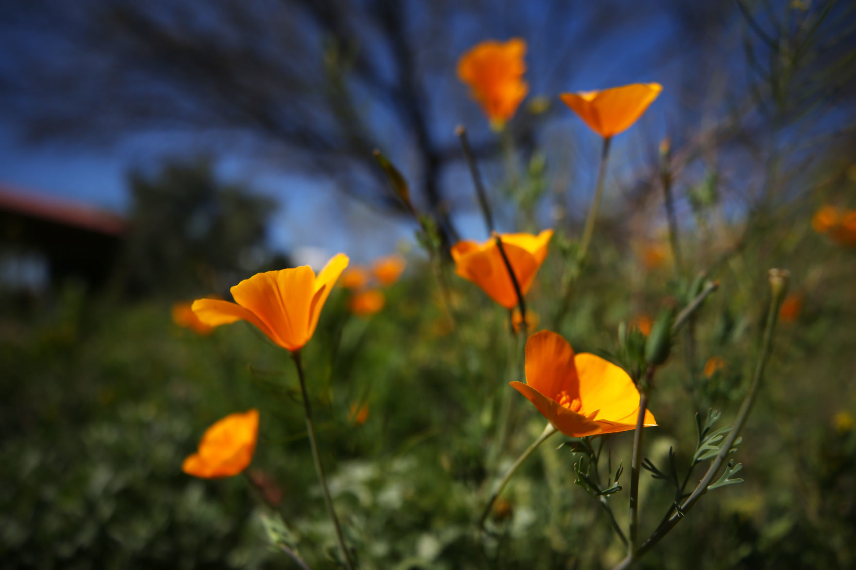 Wildflowers around Tucson, 2020